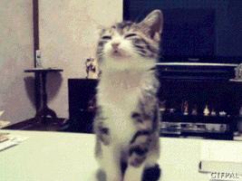 狗狗和狗狗会聊天吗,如何向猫咪表达爱意