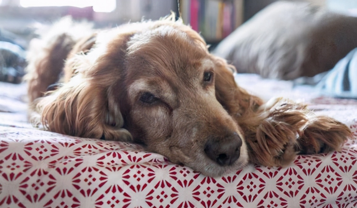 狗狗十年了该怎么养,狗狗年龄大了需要注意什么