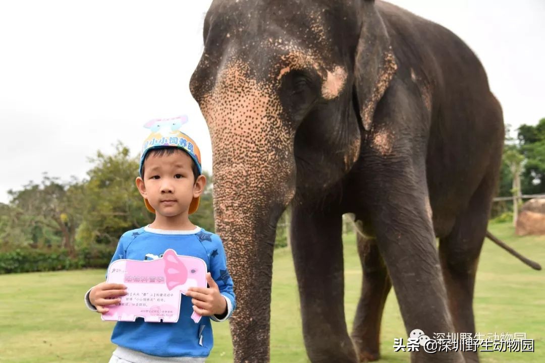 野象谷和大象互动视频,野象谷跟大象互动