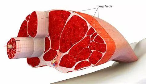 健身不要乱练,健身初学者需不需要补剂