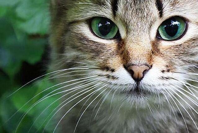 猫咪的胡须被剪掉还能长出来吗,如果揪猫咪胡须猫咪会有什么反应