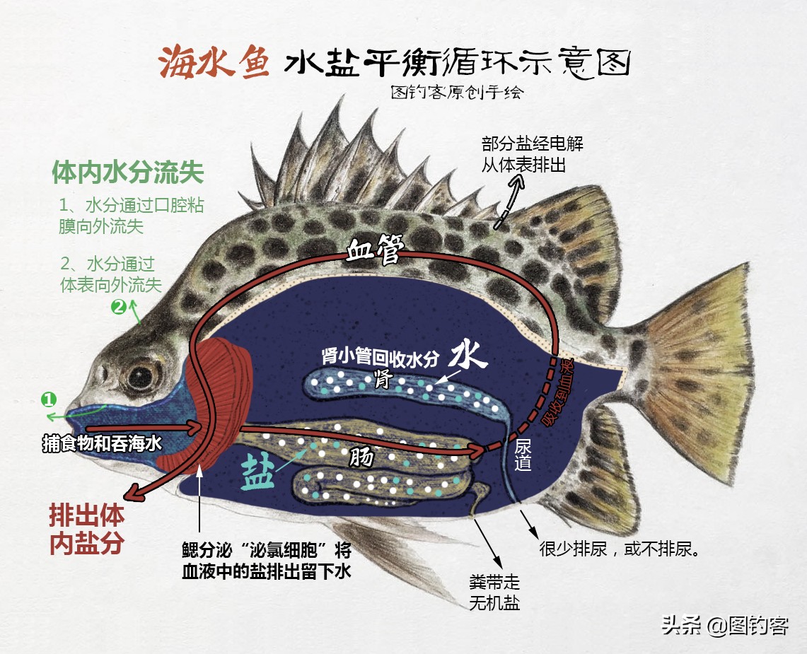 淡水中的汽水鱼,淡水汽水鱼有哪些