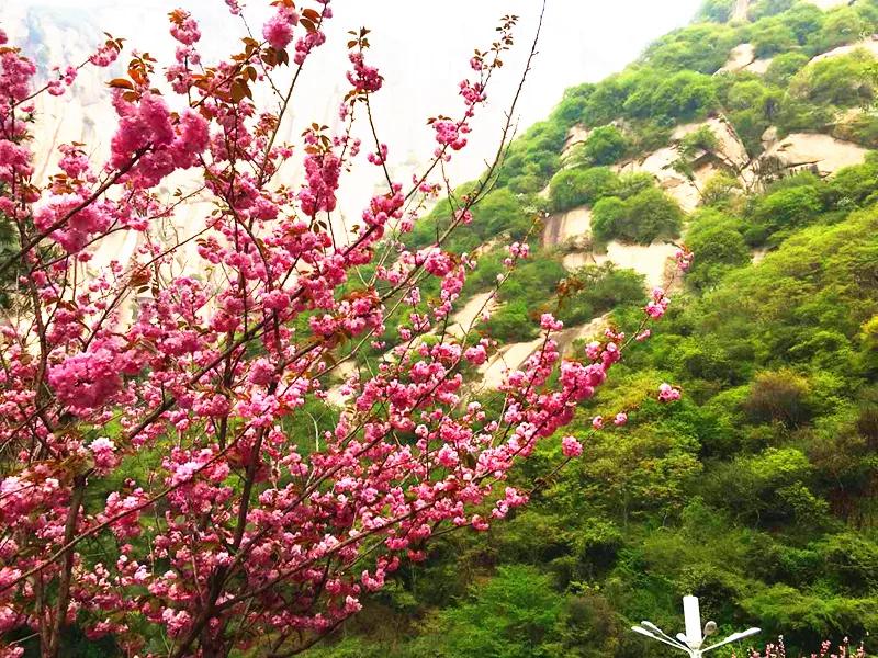 华山景区预约攻略图文解说,华山旅游攻略春季景点免费预约