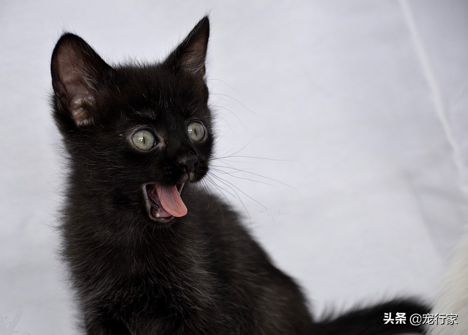 猫咪为什么老是放屁还很臭,猫咪老是放屁而且很臭怎么回事