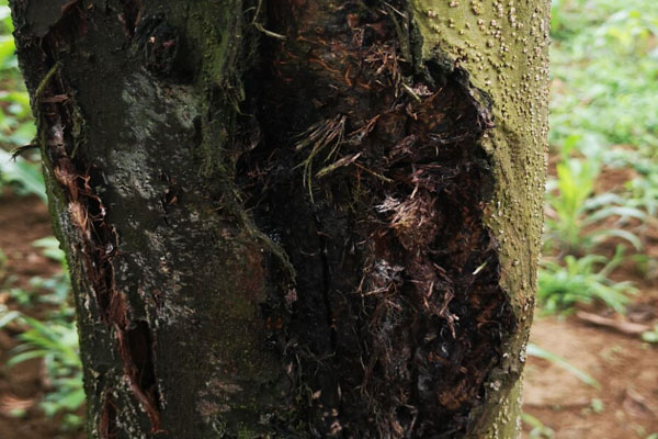 核桃树腐烂病有哪些,核桃树皮发黑烂掉打什么药