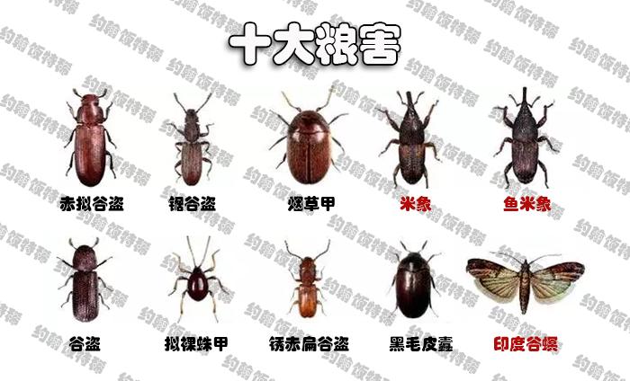 大米生虫了怎样驱虫小妙招,怎么防止大米里生飞蛾