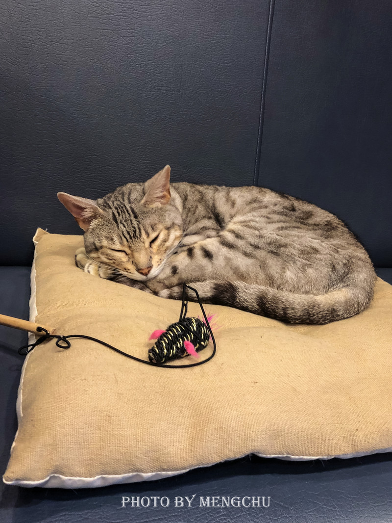 鐚ご楣板悏鍗滃姏骞绘兂,鏃ユ湰鐚挭绔ヨ瘽灏忛晣