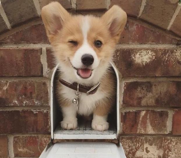 柯基吃了不长肉该喂什么狗粮,柯基不挑食狗粮怎么喂呢