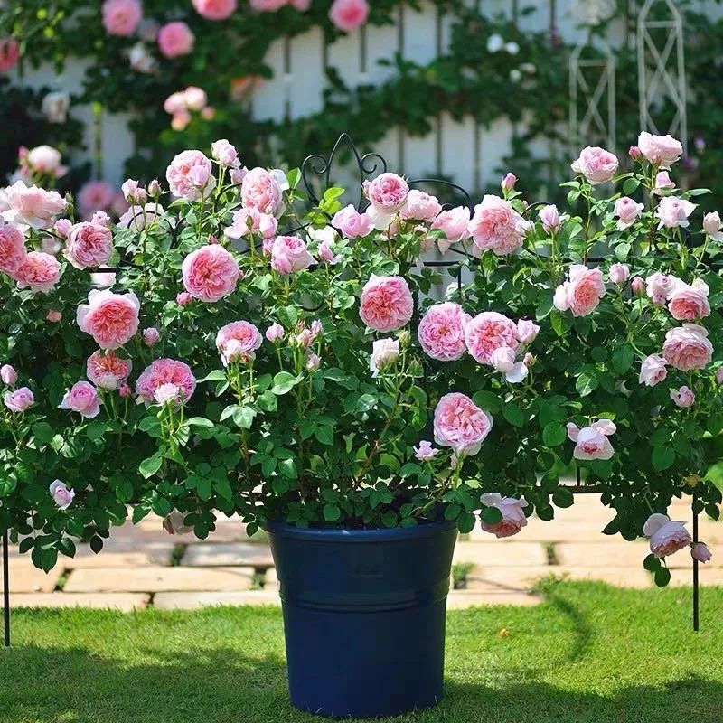 哪些花是开花机器,开花最香最好看繁殖能力还强的花