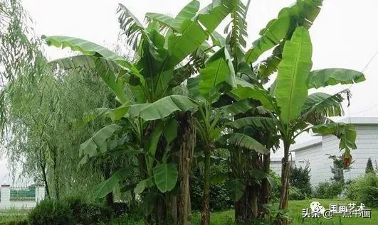 流光容易把人抛绿了芭蕉赏析,流光容易把人抛红了海棠绿了芭蕉