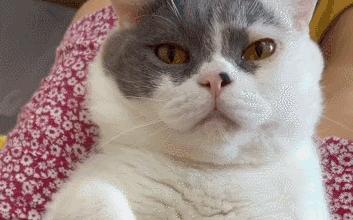 全网十大最丑猫咪,史上最丑的猫咪搞笑视频