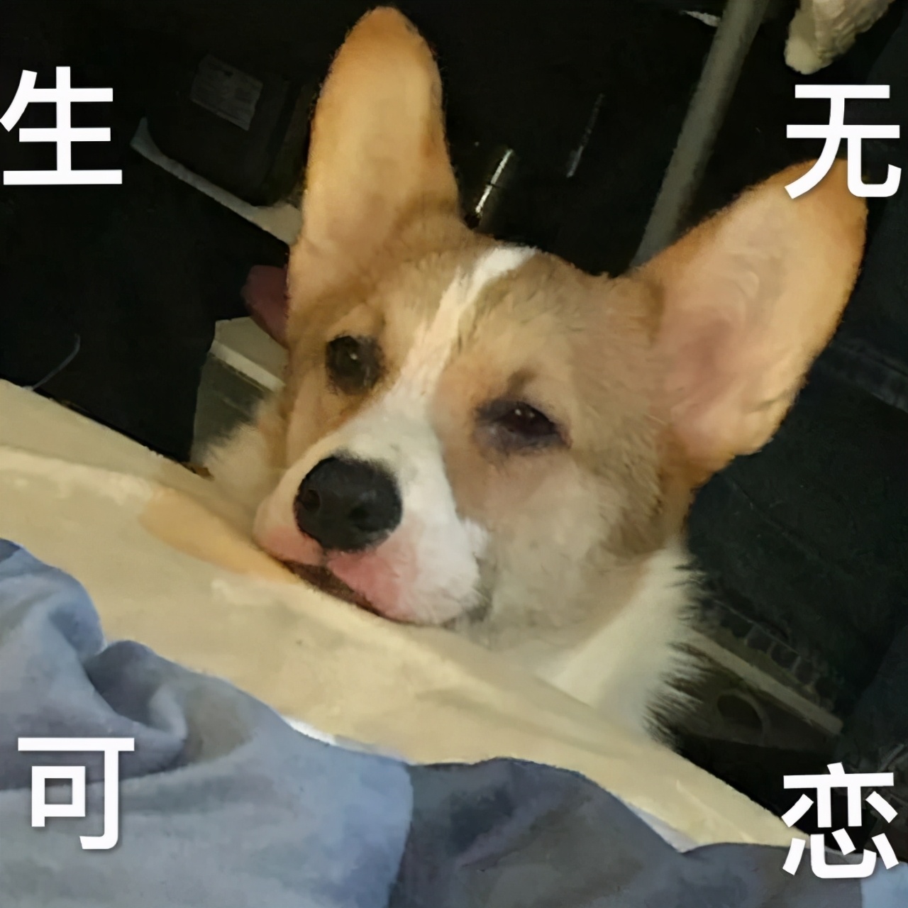 博美怀孕了会怎样,二哈让博美怀孕