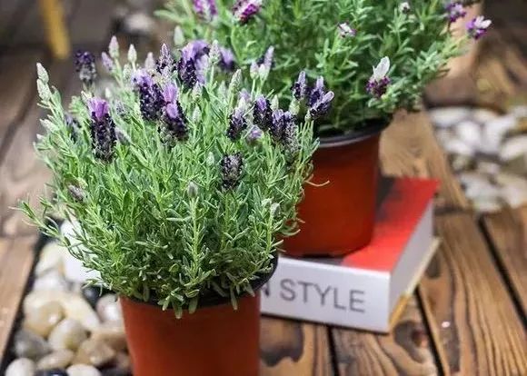 适合阳台养的四季开花有花香的花,花期长耐热耐寒又好养的花卉