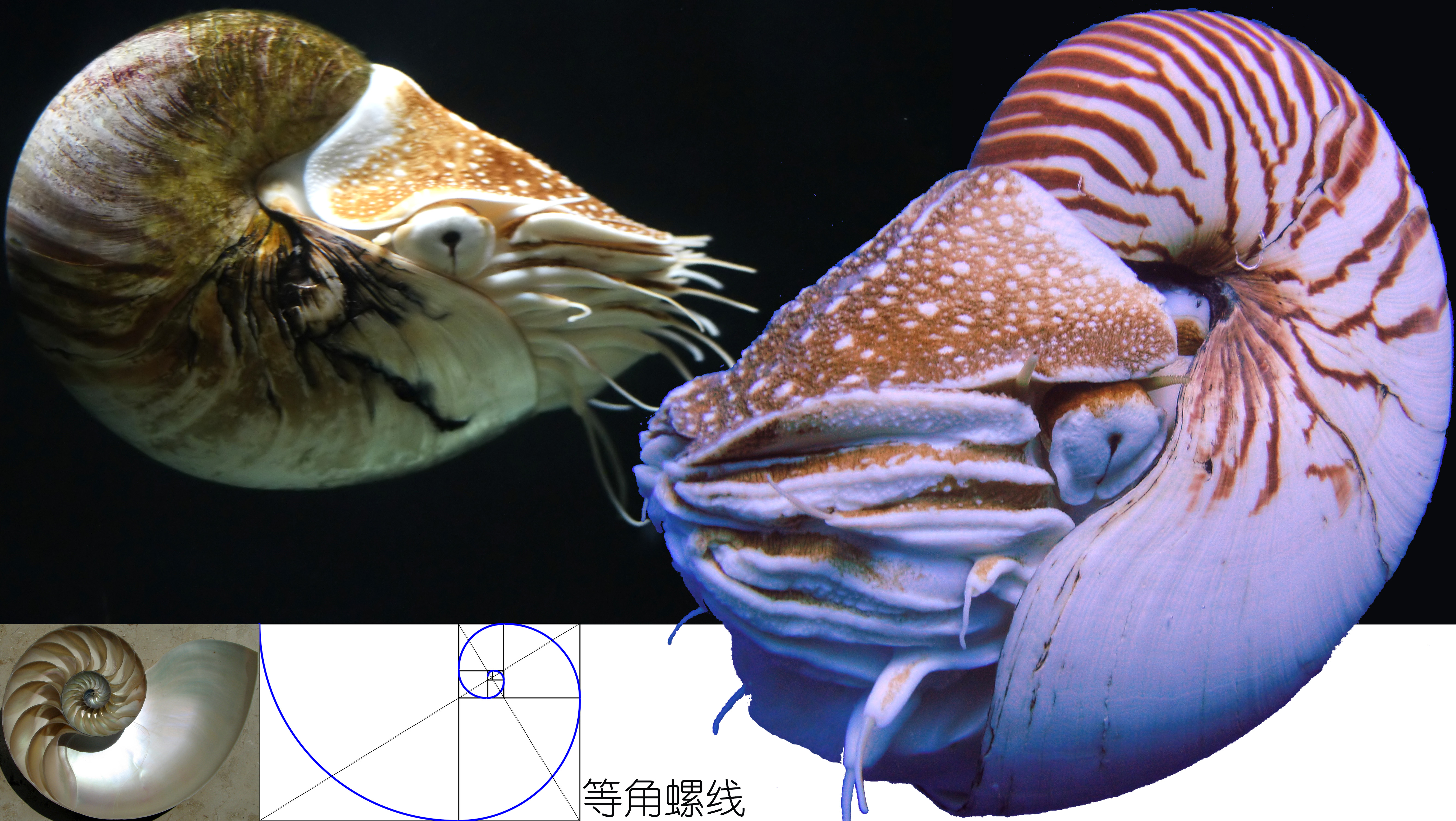 怎么区分章鱼八爪鱼鱿鱼墨鱼乌贼,章鱼鱿鱼墨鱼都是软体动物吗