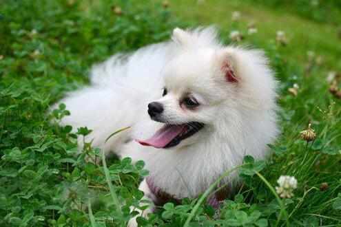 博美狗狗舔主人的手是什么意思,博美舔人表示什么