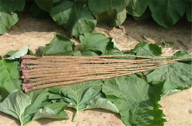 牛蒡的种植技术和产量,种牛蒡产量