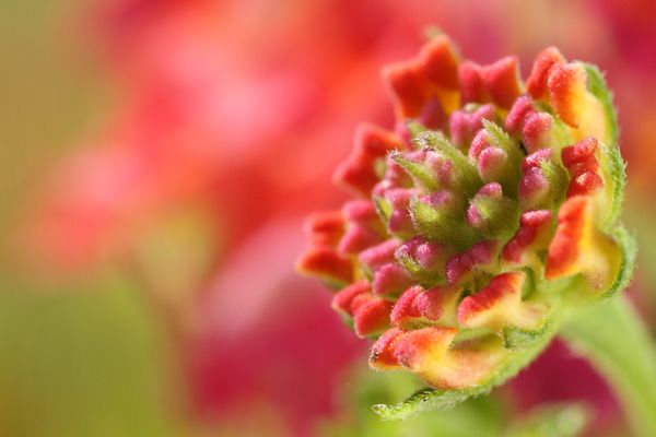 拍微距什么手机好,拍微距用什么镜头最好