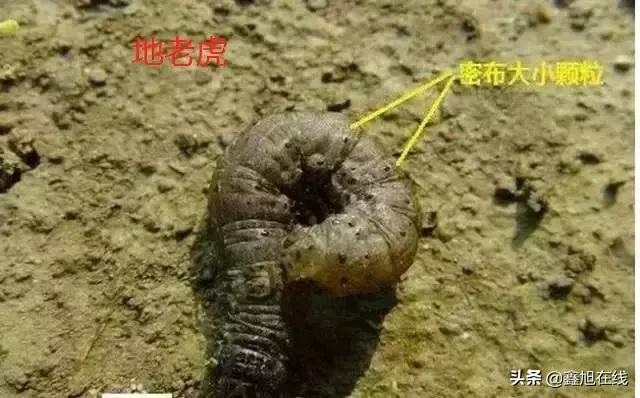 9大肉虫防治，赶紧认清