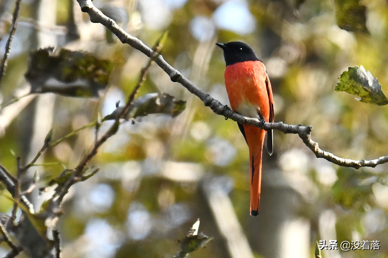 「10.13」北京沙河观鸟日记：收获长尾山椒鸟与中华攀雀