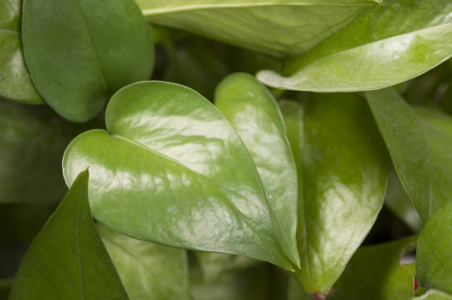 30种食物不能吃,不能给猫吃的五种零食