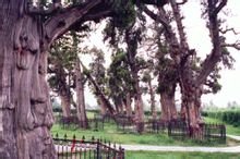 长葛市大周镇赵明环村概况,河南省长葛市古桥乡苑店村概况