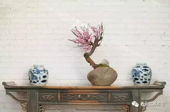 冬季北方房间适合养的木本花,这5种花随便养