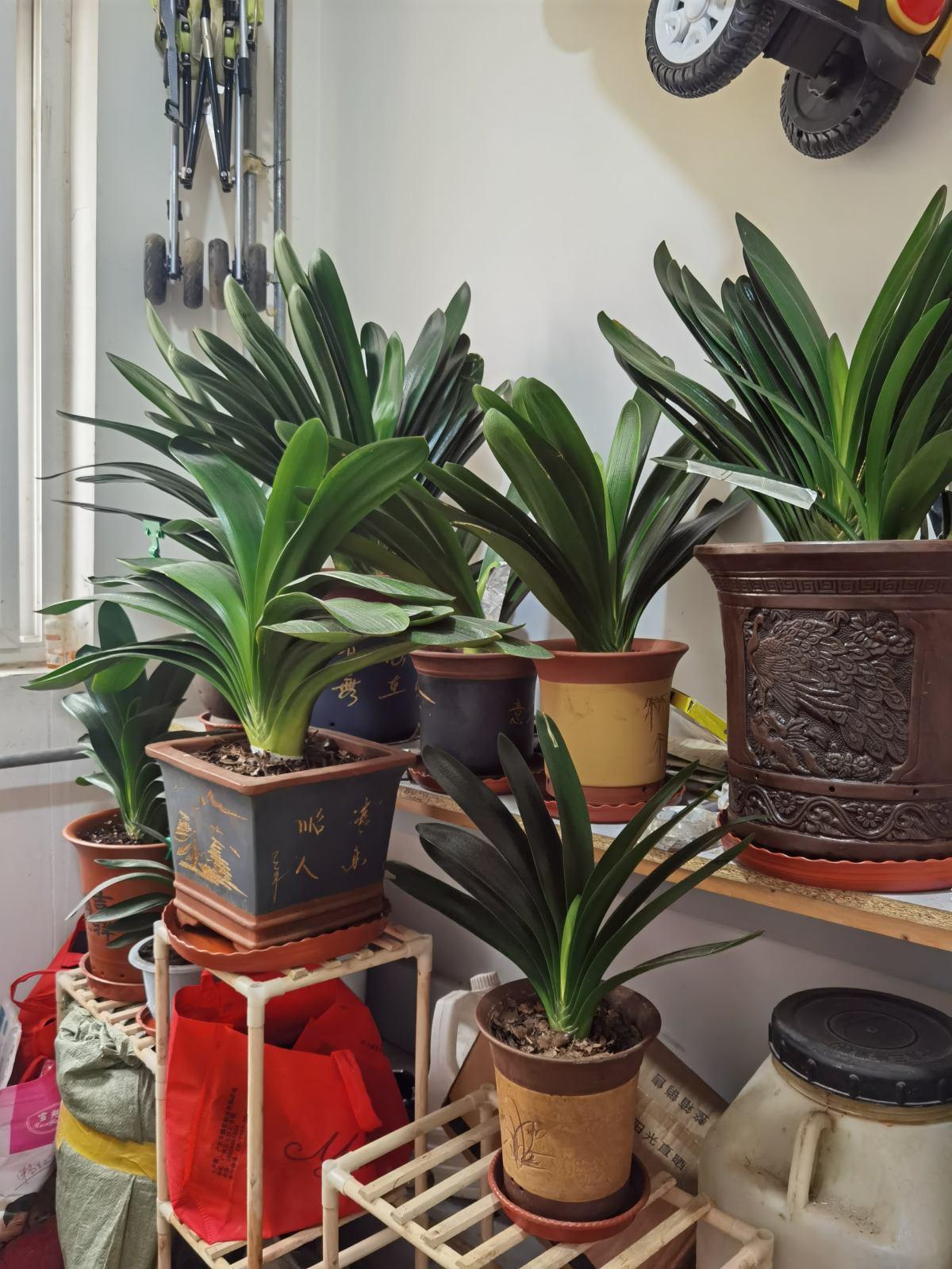 养君子兰最简单的方法,十年老花农养君子兰的秘诀