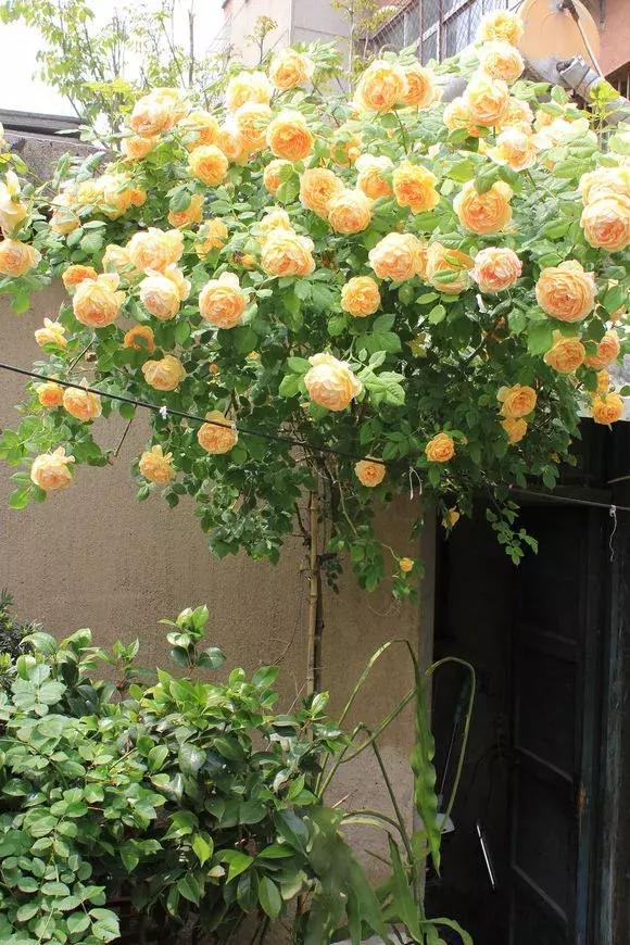 藤本月季秋季怎么修剪才会花墙,最丰花多季开花的藤本月季