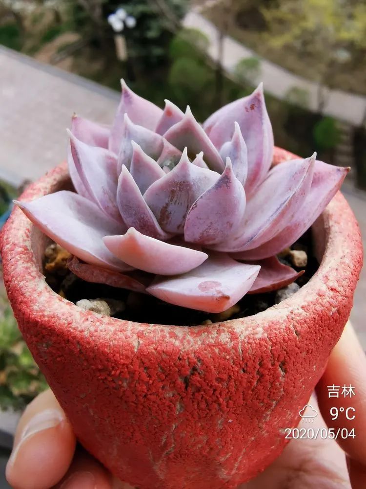 养多肉的人生感悟,人生如同养花