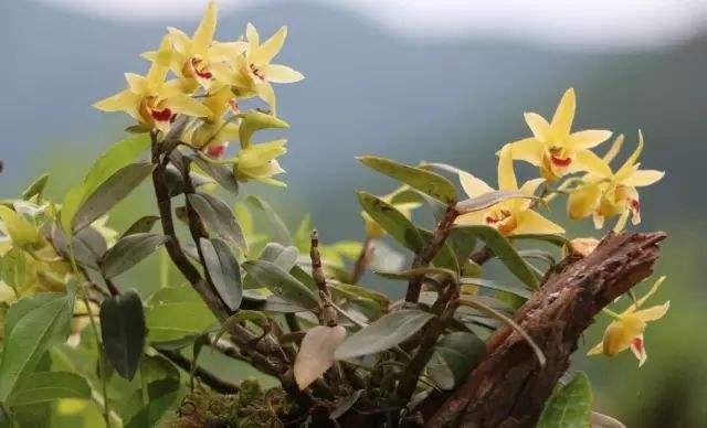 养的花不生长怎么办,养的花不生根是什么原因