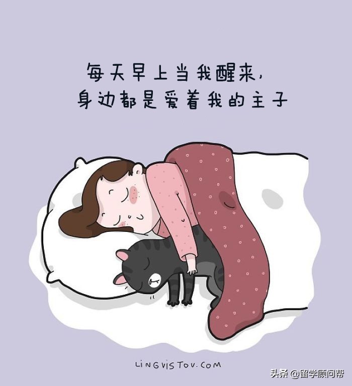 猫主子的日常暹罗猫铲屎官的乐趣,猫吸猫主子的日常