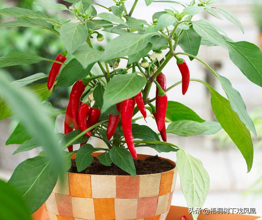 湖南人不怕辣的来历,湖南菜不见辣椒还为什么这么辣