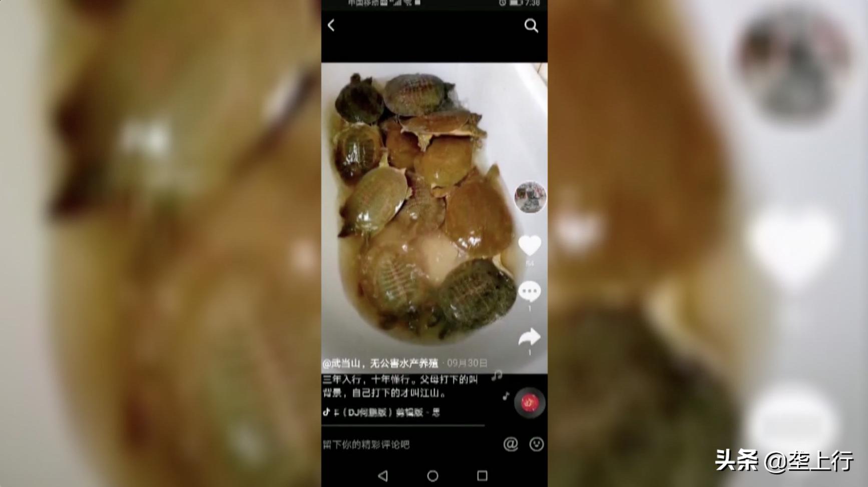 山东小伙一天卖500百只甲鱼,湖北小伙甲鱼一年卖出上千万