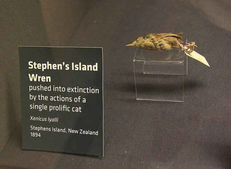 被流浪猫吃灭绝的鸟类,猫咪造成鸟类灭绝