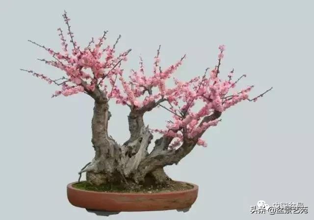 赏梅花十首最好的诗,最经典的梅花十绝