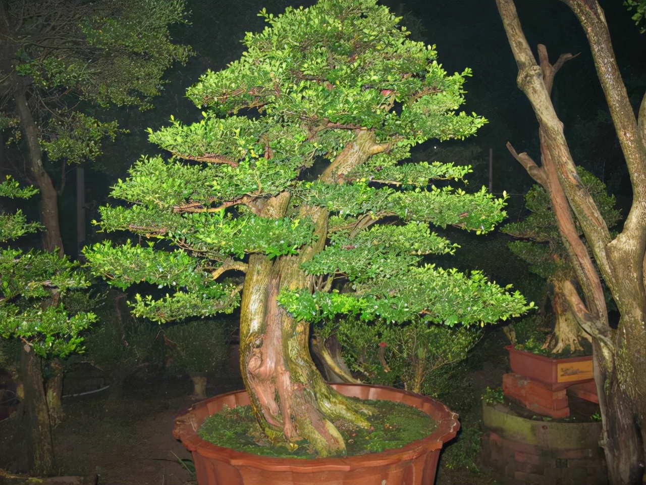 4种路边“高价树”，剪1段“枝条”插沙土里，30天白根冒、长势猛