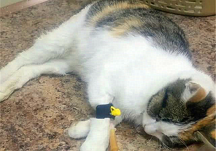 猫咪缺钙瘸脚是什么样的,猫咪跛脚是狂犬病吗