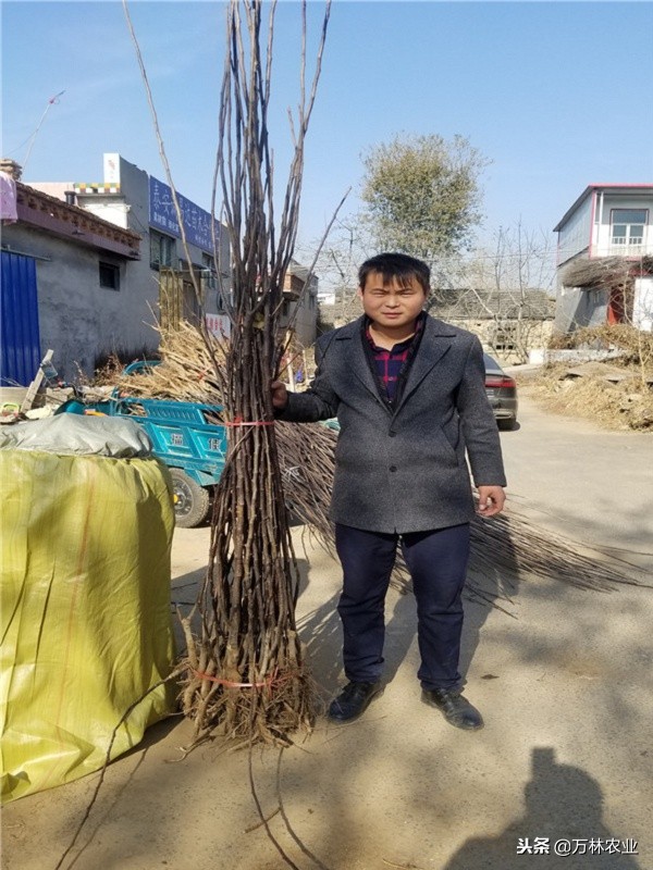 有一种新品种梨树叫黑梨树,柱状梨树图片欣赏梨树新品种