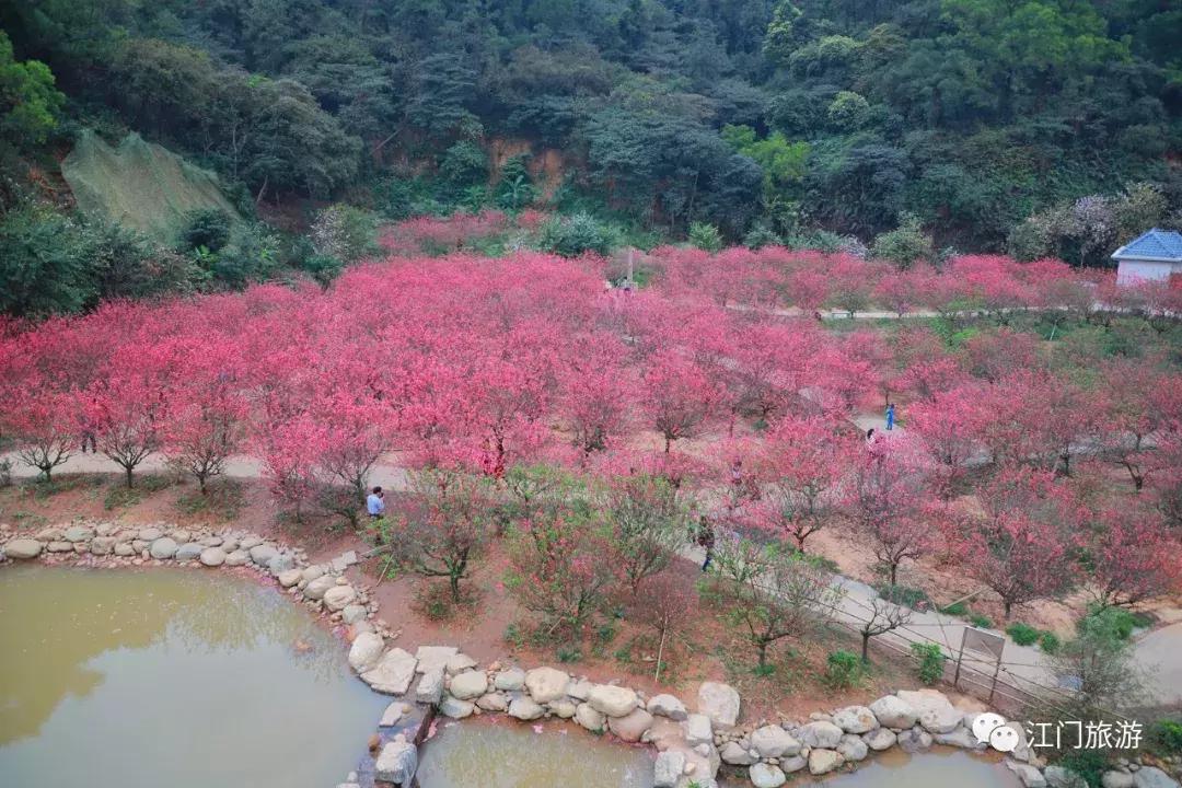 繁花似锦樱花美景,繁花似锦的花海