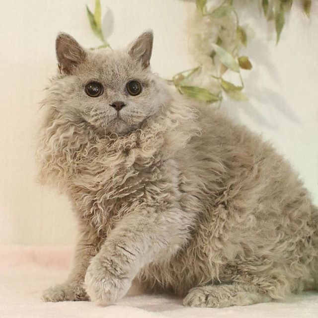 长羊皮的猫是绵羊猫吗,你见过长得像狗的猫吗