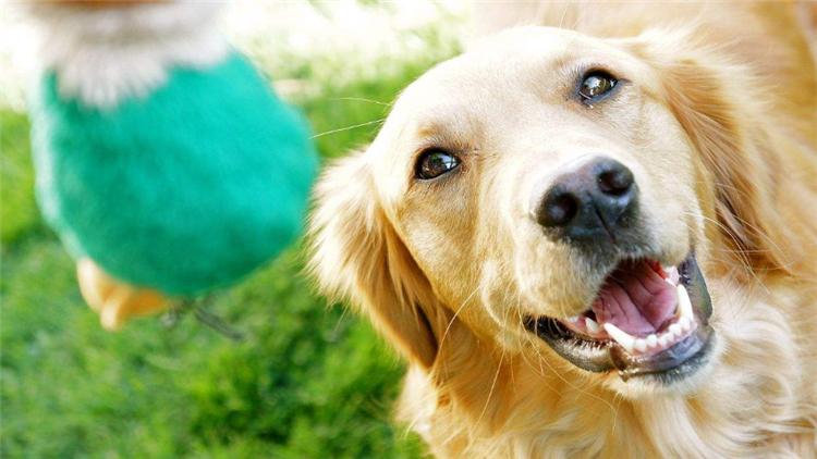 狗狗经常刨地怎么回事,狗狗频繁刨地