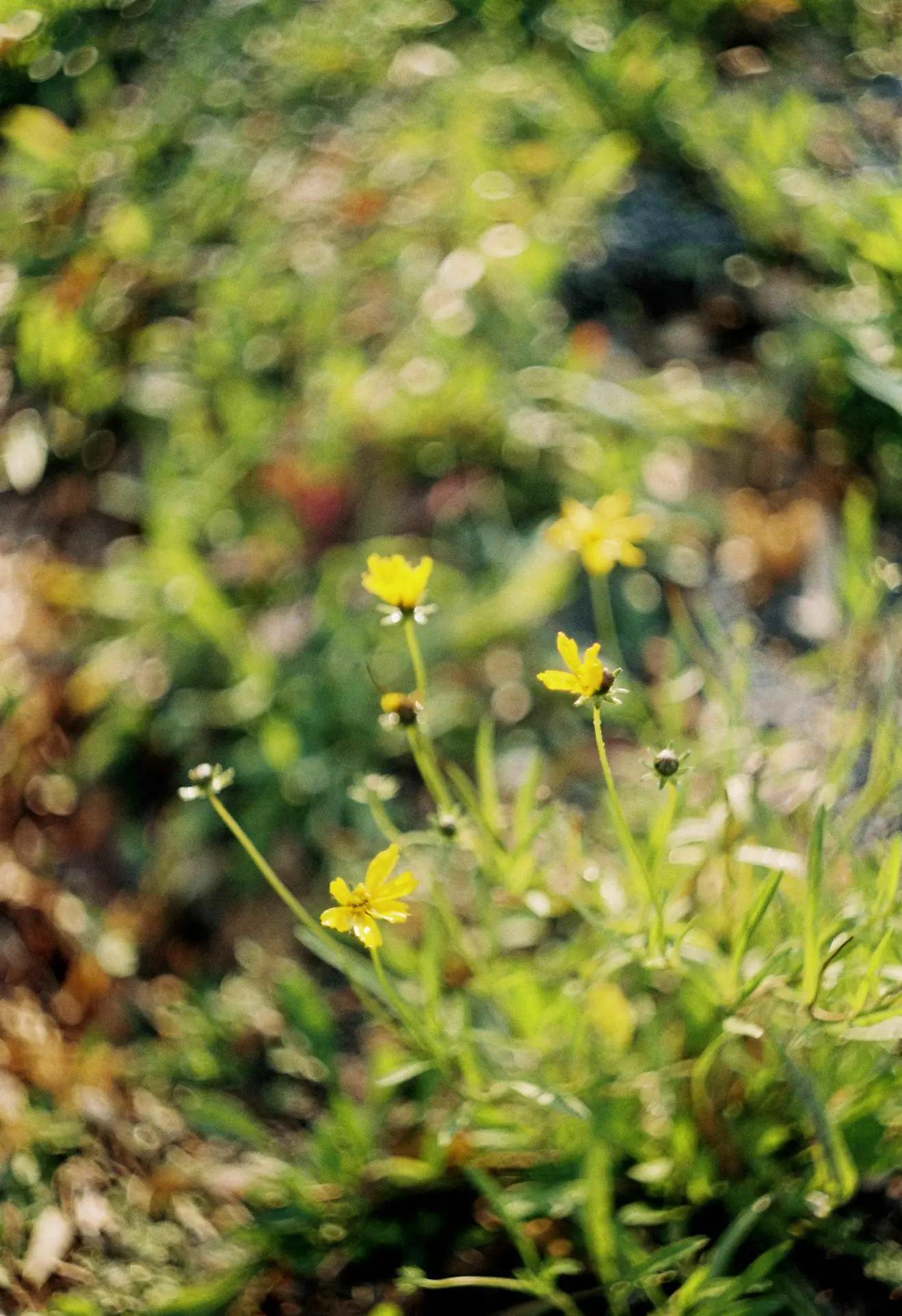 是谁发明了彩色相机,康泰时相机发展史