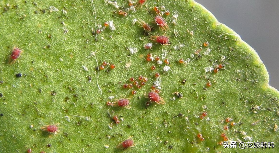 杜鹃花病虫危害大解决措施,杜鹃花有红蜘蛛病虫害图片