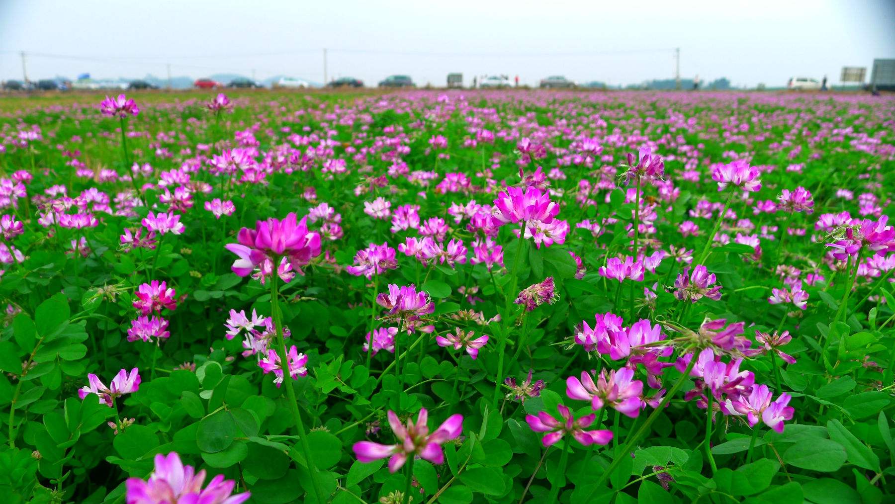 紫云英花色淡紫,看起来不仅仅是漂亮,更重要的是它有很多的作用