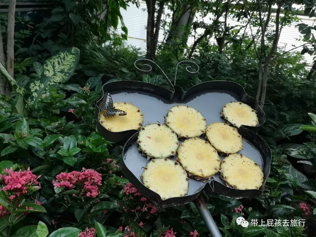 无旅行不暑假亲子游胜地新加坡,新加坡马来西亚亲子游春节