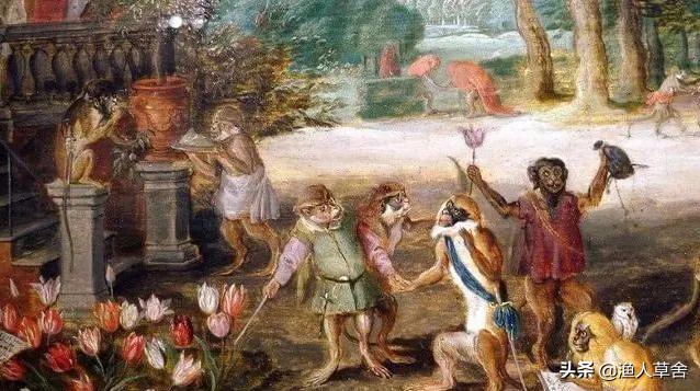 荷兰郁金香当年有多疯狂,郁金香荷兰史