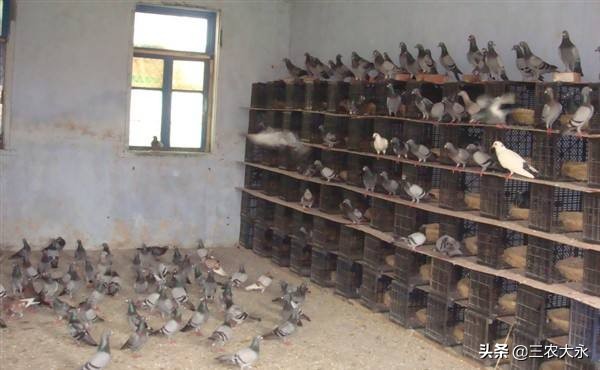 鸽子养殖和日常管理,鸽子养殖户讲解