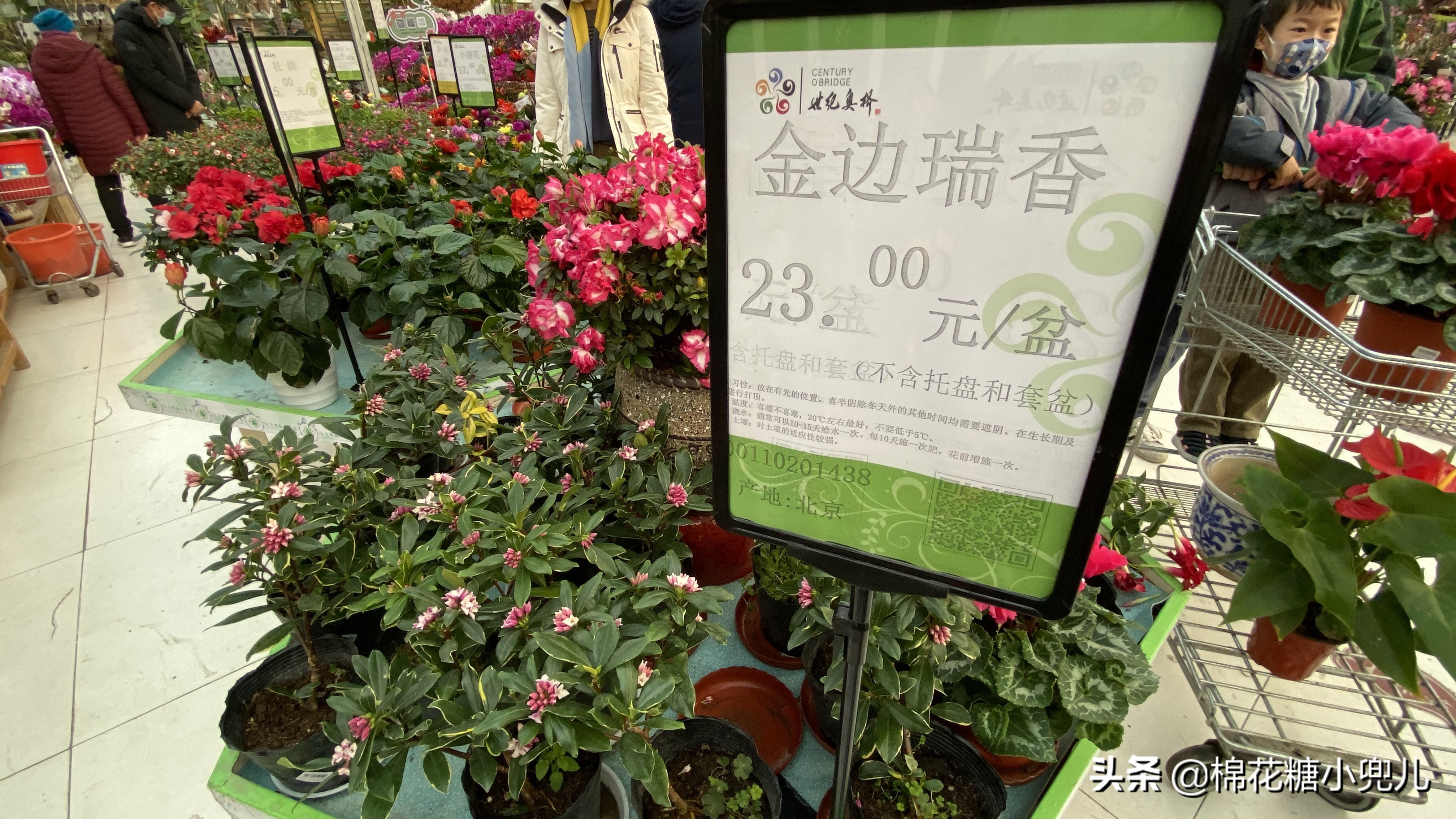 北京开了第一家绿植花卉大超市,北京最大花卉绿植市场