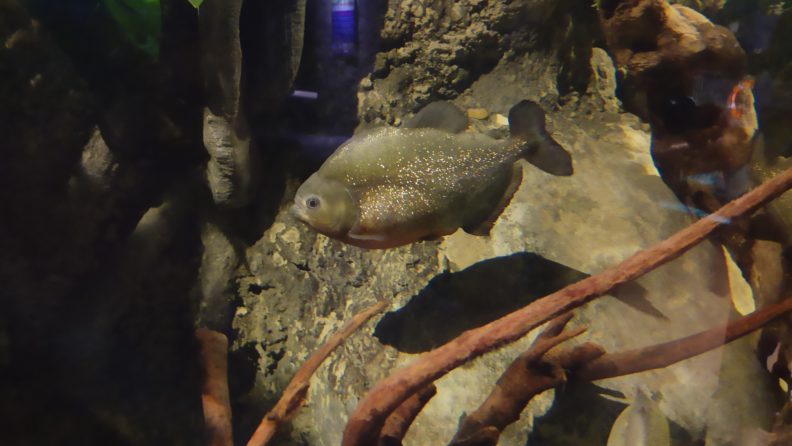 鎽╂墭缃楁媺onevision鎬绘垚,motorola娣卞害娴嬭瘎