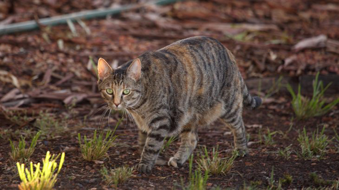 猫狗祖先的进化史,猫狗在现今社会的地位
